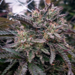lava-cake-feminized-cannabis-seeds.jpg
