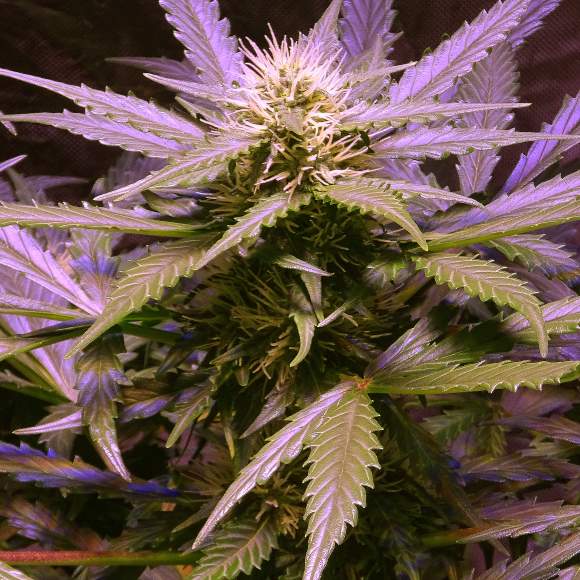 lemon-og-haze-feminized.jpg