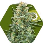 Zambeza Little Dwarf Auto (FEM)