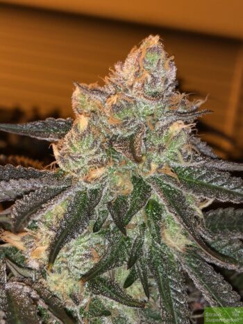 Love Cannabis - London Pound Cake