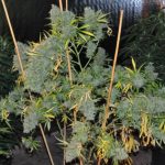 ACE Seeds Malawi Fem