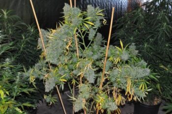 ACE Seeds Malawi Fem
