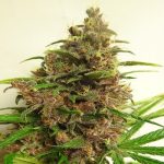 ACE Seeds - Malawi x PCK Regular Cannabis Seeds