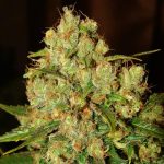 Master Kush (Female)