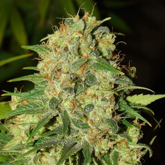 master-kush.jpg