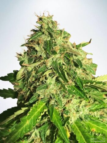 Ministry of Cannabis - Auto Cannabis Light Feminised Autoflowering Cannabis Seeds