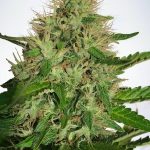 ministry-of-cannabis-cannabis-light-feminised-cannabis-seeds.jpg