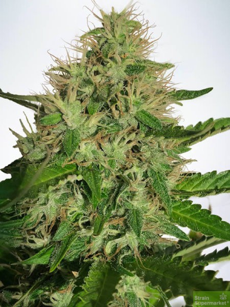 ministry-of-cannabis-cannabis-light-feminised-cannabis-seeds.jpg