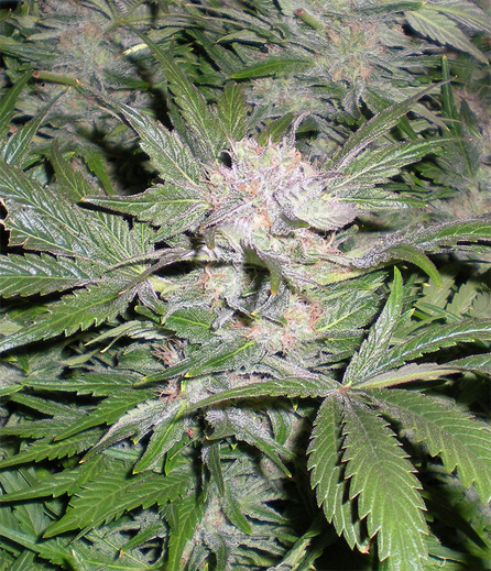 misty-kush-seeds-1.jpg