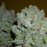 AK48 (Female)