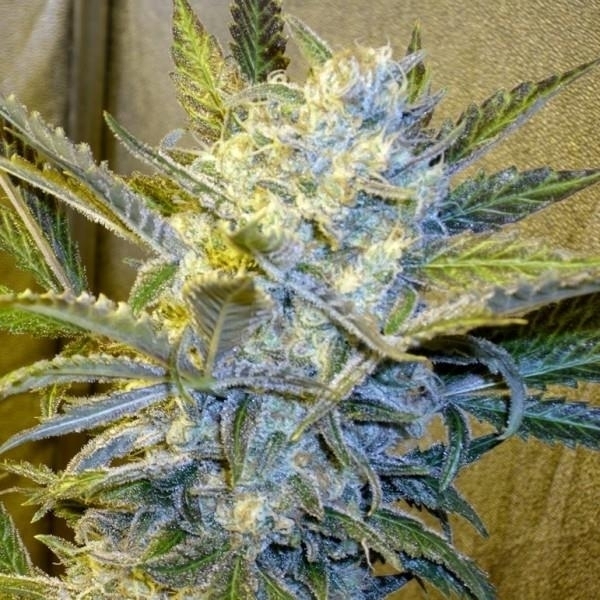 nirvana-blue-mystic-feminized.jpg
