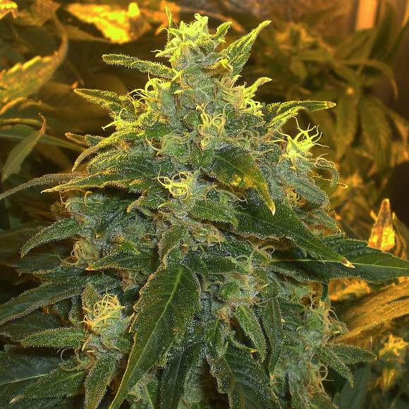 northern-light-feminized.jpg