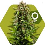 Zambeza NYC Diesel (FEM)