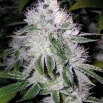 og_kush_cannabis_0.jpg