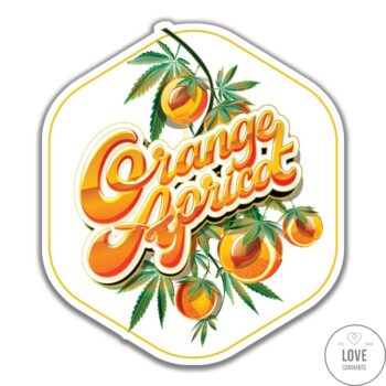 Orange Apricot