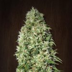 ACE Seeds Orient Express Fem