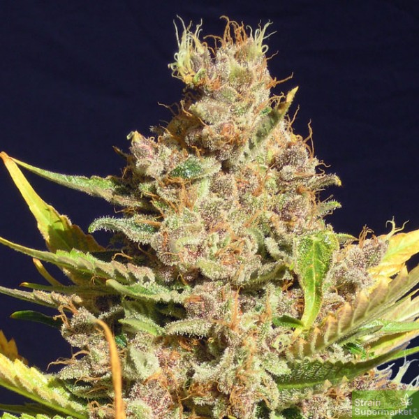 original-sensible-seeds-alien-gorilla-feminised-cannabis-seeds.jpg