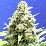 Original Sensible Seed Company - Amnesia Lemon Kush Feminised Cannabis Seeds