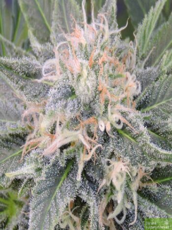 Original Sensible Seed Company - Black Ghost OG Feminised Cannabis Seeds
