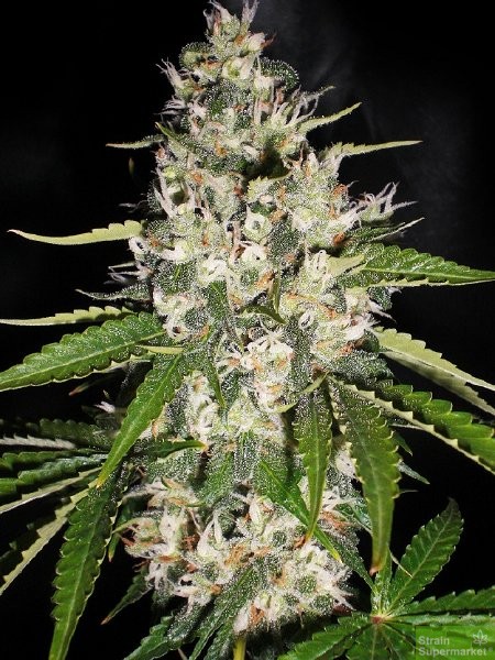 original-sensible-seeds-black-gum-feminised-cannabis-seeds.jpg