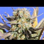 Original Sensible Seed Company - Grandaddy Black Feminised Cannabis Seeds