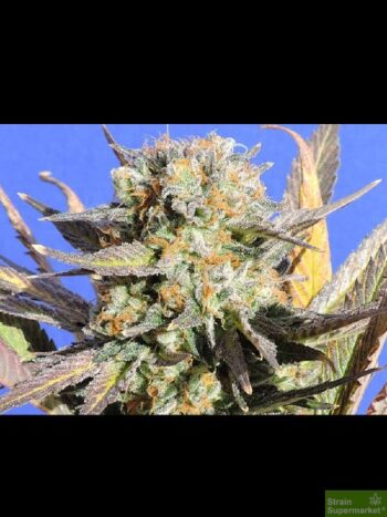 Original Sensible Seed Company - Grandaddy Black Feminised Cannabis Seeds