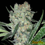original-sensible-seeds-juanita-feminised-cannabis-seeds.png