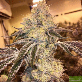 Original Sensible Seed Company - Wedding Cake Feminised Cannabis Seeds