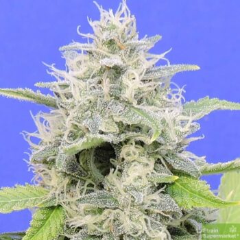 Original Sensible Seed Company - Zkittzy Gorilla Feminised Cannabis Seeds