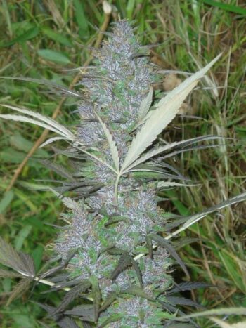 ACE Seeds - Panama Feminised Cannabis Seeds
