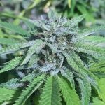 panama_diosa_x_bangi_haze_f29_koondense_cola.jpg
