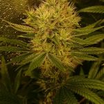 ACE Seeds Panama x Bangi Haze Fem