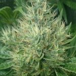 panama_diosa_x_bangi_haze_f29_koondense_cola.jpg