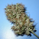 panama_haze_lean_green_cola_madurando.jpg