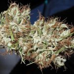 panama_haze_lean_green_cola_madurando.jpg