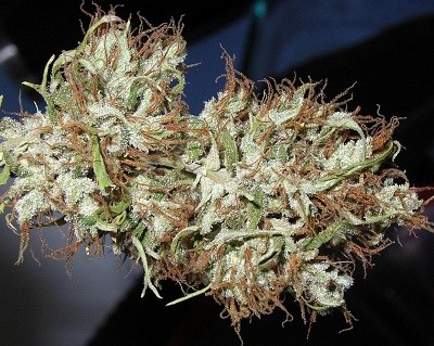 panama_haze_cogollos_secos.jpg