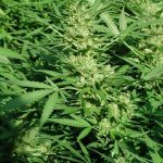 panama_haze_lean_green_cola_madurando.jpg