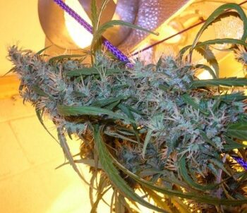 ACE Seeds Panama Haze Fem