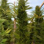 ACE Seeds Panama x Malawi Fem