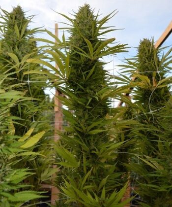 ACE Seeds Panama x Malawi Fem