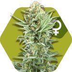 power-kush.jpg