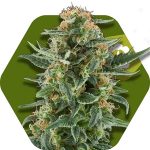 power-plant-xl-autoflowering.jpg