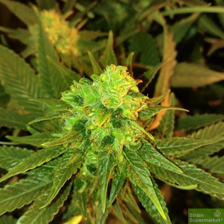 purple-caper-chocolate-tonic-regular-cannabis-seeds.jpg