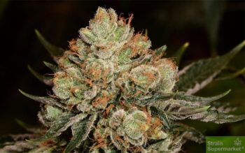 Purple Caper Seeds - Alien OG Regular Cannabis Seeds
