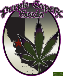 Purple Caper Seeds - CBD Mixed Pack 10 Regular Cannabis Seeds