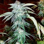 Purple Caper Seeds - Chocolate Chip Cookie Regular Cannabis Seeds 
