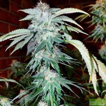 Purple Caper Seeds - Chocolate Chip Cookie Regular Cannabis Seeds 