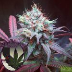 purple-caper-seeds-chocolate-hashberry-regular-cannabis-seeds.jpg