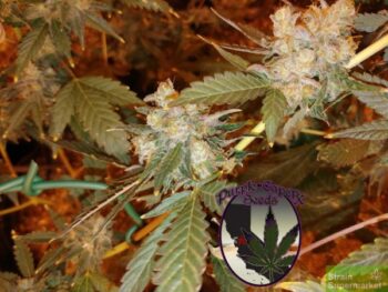 Purple Caper Seeds - Chocolate OG Regular Cannabis Seeds