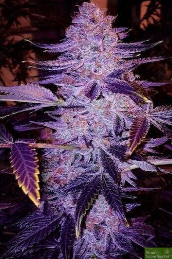 Purple Caper Seeds - Forbidden Zkittlez Regular Cannabis Seeds